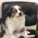 Illustration for article titled Boner Dog Is Feeling Super Conflicted About His Giant Dog Boner